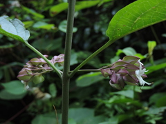 Clerodendrum fortunatum