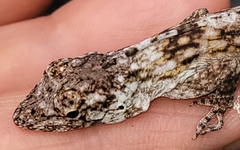 Anolis pentaprion