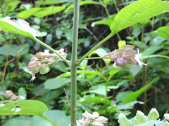 Clerodendrum fortunatum