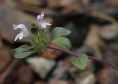 Acanthomintha lanceolata