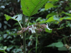 Clerodendrum fortunatum