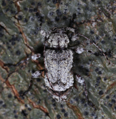 Leptostylus asperatus