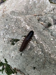 Dysmicohermes disjunctus