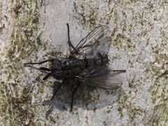 Triarthria setipennis