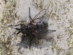 Triarthria setipennis