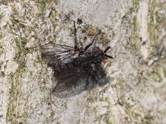 Triarthria setipennis