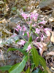 Fuchsia paniculata