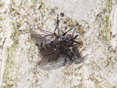 Triarthria setipennis