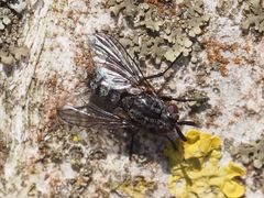 Triarthria setipennis