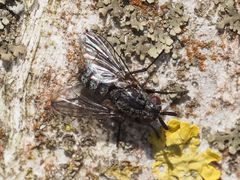 Triarthria setipennis