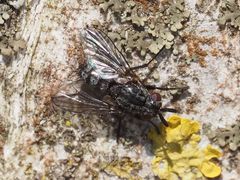 Triarthria setipennis