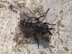 Triarthria setipennis