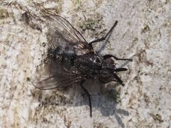 Triarthria setipennis