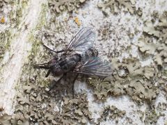 Triarthria setipennis