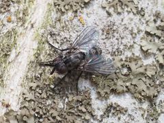 Triarthria setipennis