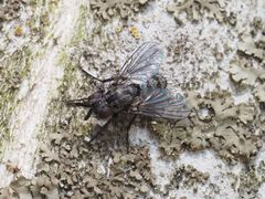 Triarthria setipennis