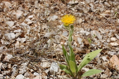 Pentanema helenioides