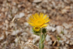Pentanema helenioides