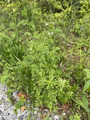 Galium aparine