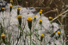 Porophyllum scoparium