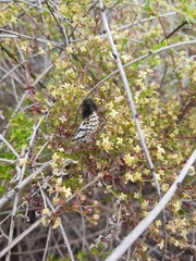 Lepidoptera