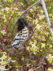Lepidoptera