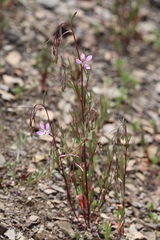 Clarkia modesta