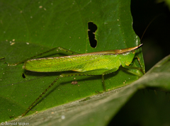 Melanophoxus brunneri