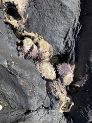 Saccostrea glomerata