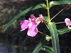 Impatiens chinensis