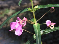 Impatiens chinensis