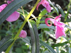 Impatiens chinensis