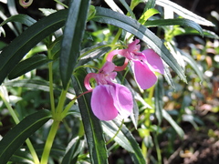 Impatiens chinensis