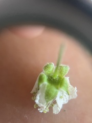 Rubus allegheniensis