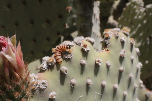 Metopluera potosi