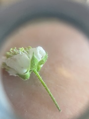 Rubus allegheniensis