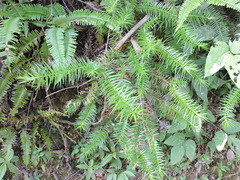 Cunninghamia