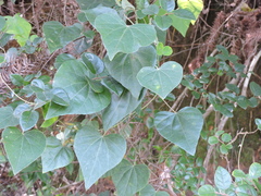 Pericampylus glaucus