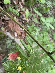 Rubus allegheniensis