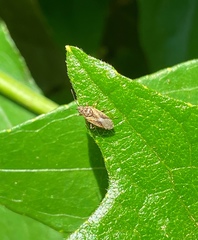 Heteroptera