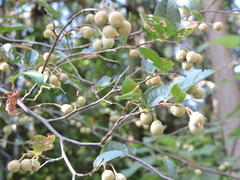Styrax faberi