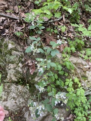 Rubus allegheniensis