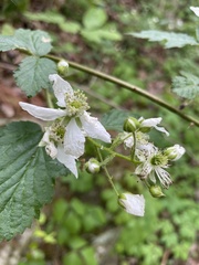Rubus allegheniensis