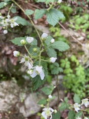 Rubus allegheniensis