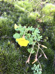 Oxalis sellowiana