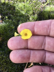 Oxalis sellowiana
