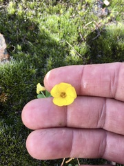 Oxalis sellowiana