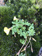Oxalis sellowiana