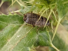 Phyllodromica subaptera