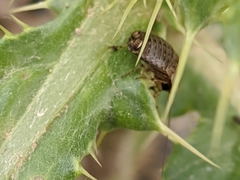 Phyllodromica subaptera